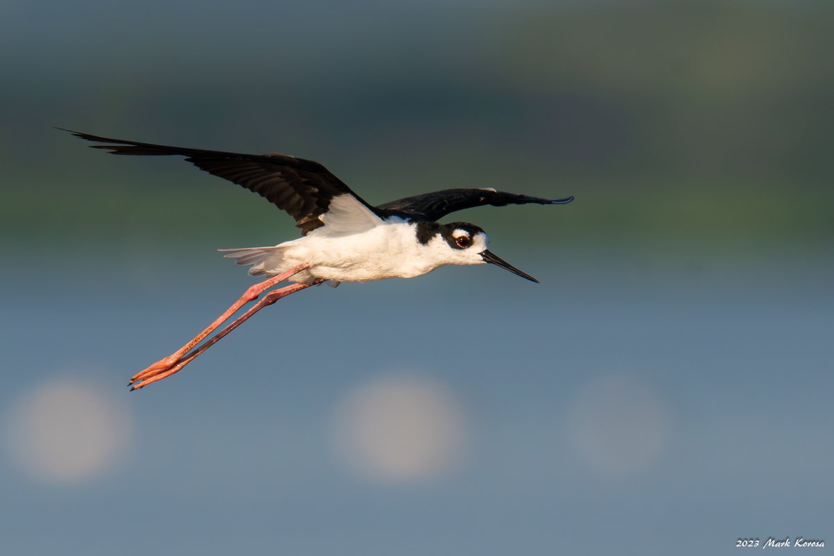 Image_Czar's tweet photo. Some Recent Illinois Birds-

Black Necked Stilt (Chataqua NWR)
Turkey Vulture (Emiquon NWR)
Great Blue Heron (McGinnis Slough)
American Avocets (Chataqua NWR)
#TheGreatOutdoors #Birds #Illinois https://t.co/N6R42mhYfW