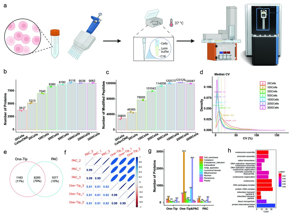 Less is more with the One-Tip method! From single mouse zygotes to HeLa cells, discover unmatched proteome depth & efficiency in our new preprint from @zilu_ye @PierreSabatier8 , coupling @EvosepBio and #Orbitrap #Astral #TeamMassSpec. shorturl.at/ciGY6