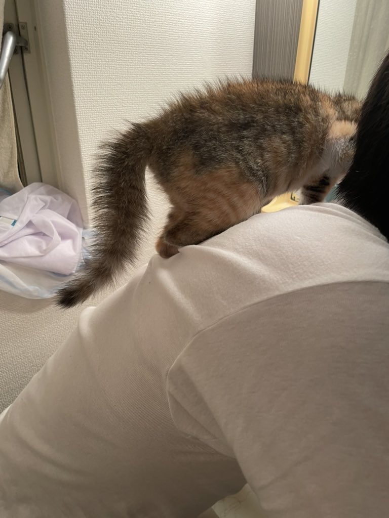 K_RURU09's tweet photo. 鏡を見て威嚇してます https://t.co/h29y6rJPIZ