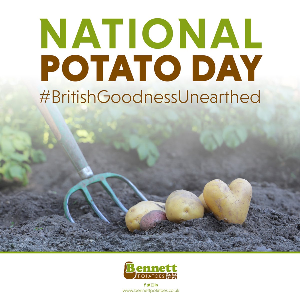 BennettPotatoes's tweet image. 🌱 It’s National Potato Day! 🥔 As proud potato growers, we celebrate the journey from seed to spud. It takes dedication, hard work, and a lot of love for the land to bring these delicious treasures to our tables. Here's to another year of cultivating the humble potato! 🚜🌾🥔