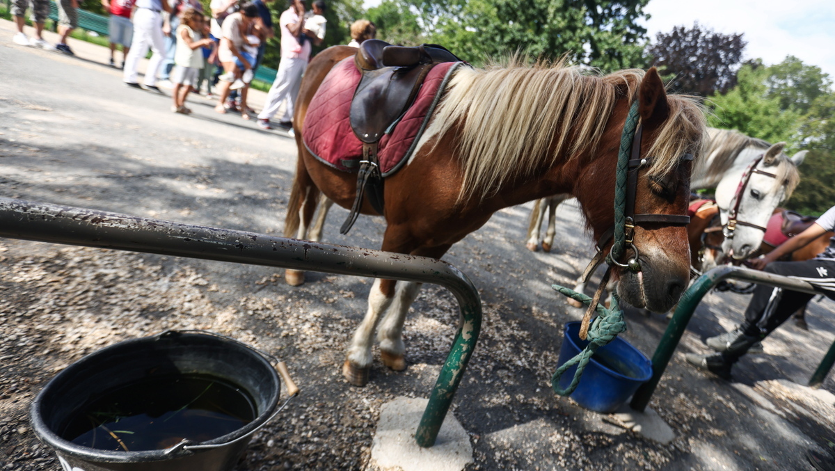 3CatInfo's tweet photo. París anuncia la fi dels passejos en ponis i cavalls als parcs a partir del 2025 https://t.co/2eVKS8iaJa https://t.co/XIZJ3pv7oj