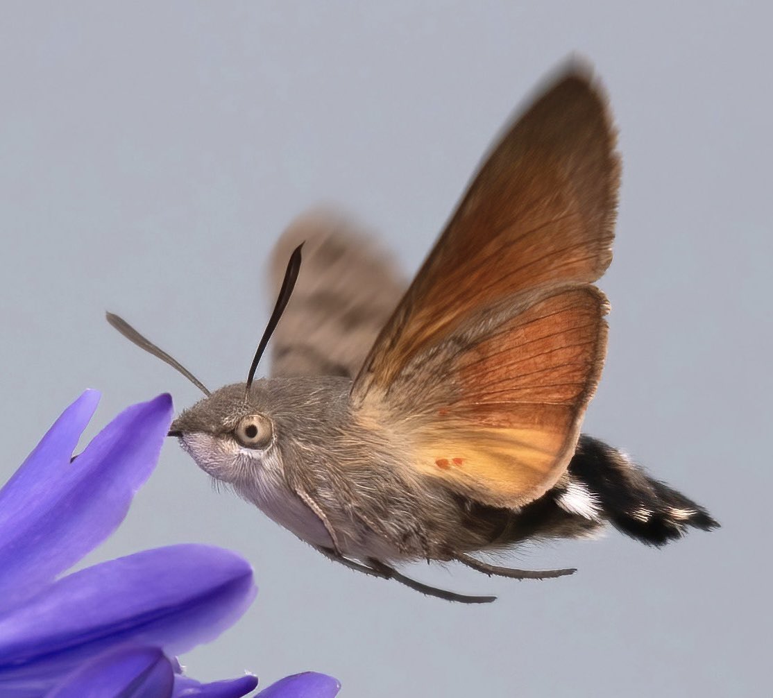 Shropsbirdlass's tweet photo. A hummingbird hawk moth by the sea. I get them in my garden in the UK but this beauty was captured in Brittany, France. They move so fast! https://t.co/uSauRtVg9o