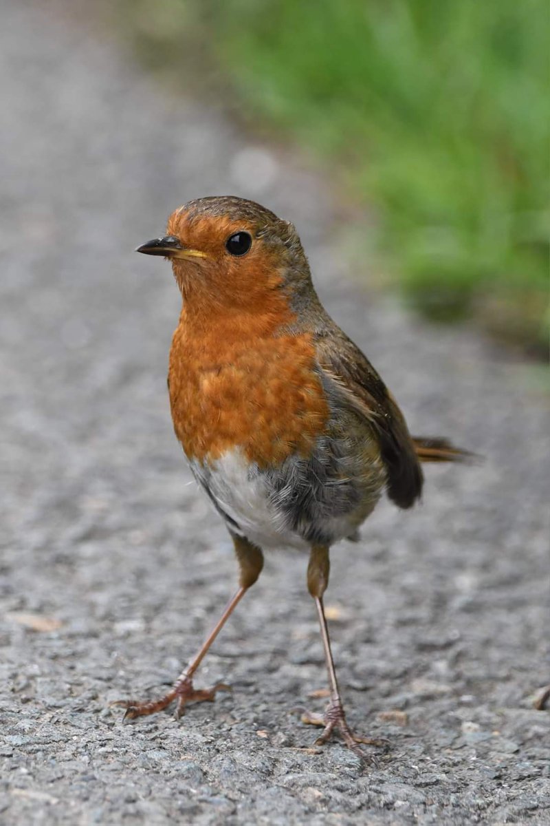 nealesmithworld's tweet photo. Robin 
Bude Cornwall 〓〓 
#wildlife #nature #lovebude 
#bude #Cornwall #Kernow #wildlifephotography #birdwatching
#BirdsOfTwitter
#TwitterNatureCommunity
#Robin https://t.co/eplX4kyZ8O