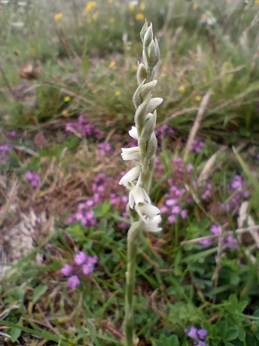 Barely half way through summer and the Autumn Ladies' Tresses are already out.  May as well rename it the Back-to-School Orchid.

#wildflowerhour #orchids #ukorchids #ladiestresses #Purbeck #TwitterNatureCommunity #britishwildlife #smallisbeautiful #TwitterNaturePhotography