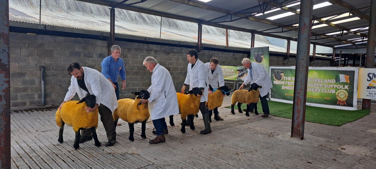 First class here in Roscommon today is Ewe lambs