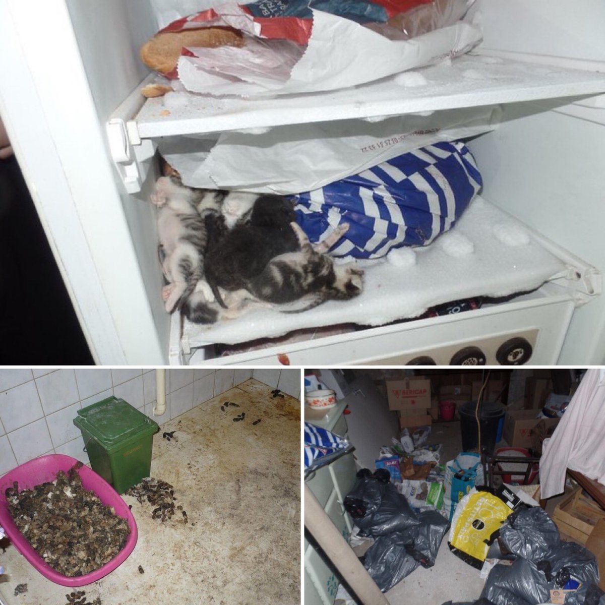 🇫🇷🐈 DRAME | 15 chatons et un chat adulte ont été retrouvés dans le congélateur d'un habitant dans les #Vosges.

👉 Une plainte va être déposée contre l'homme âgé d'une soixantaine d'années. Il a reconnu qu'il « jetait les chatons par terre », avant de les « enterrer » dans la