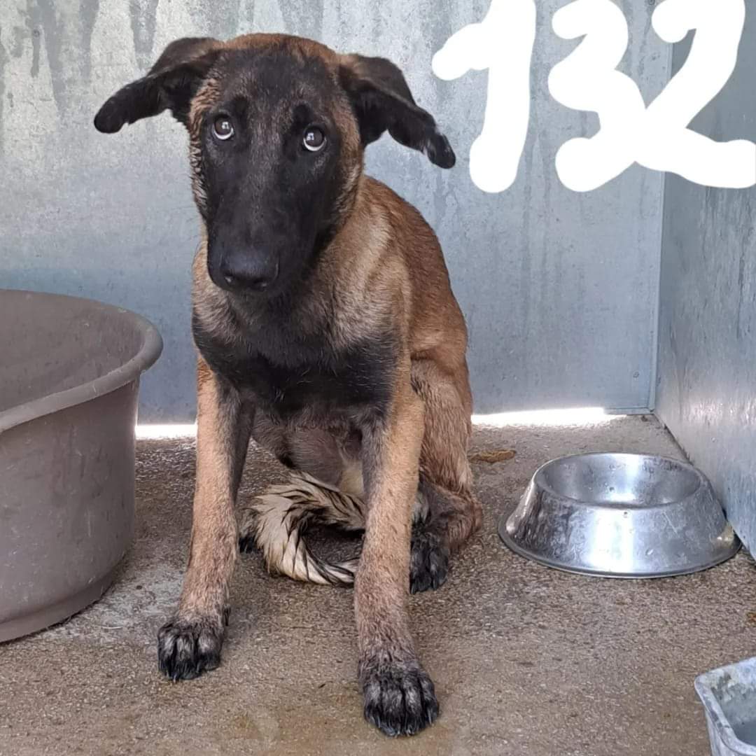 SilviaMylo's tweet photo. Tiene solo 6 meses y y mucho miedo (he visto el video que no me deja Facebook bajar). Es un pequeño malinois muerto de miedo y de pena 😢 💔
Perrera de Jerez
652 22 11 78
699 73 13 30
😭 🆘 📢 📢 📢 📢 📢 ��� https://t.co/BzhbwZ2fLS