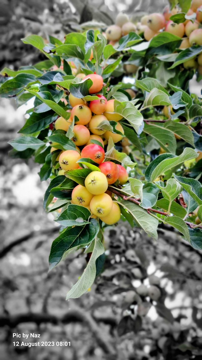 #Crabapple