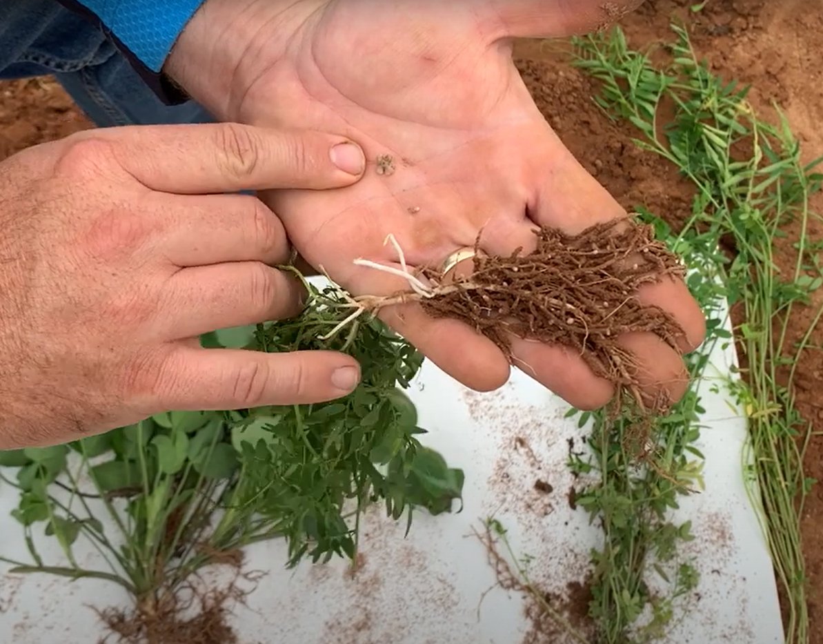 Legumes are a great source of nitrogen for a subsequent crop and can really help build your soil! Learn more about legumes as a cover crop here in our video: youtu.be/4PieMlAZwGA 

#OFCAF_NSNL #CdnAg @AAFC_Canada