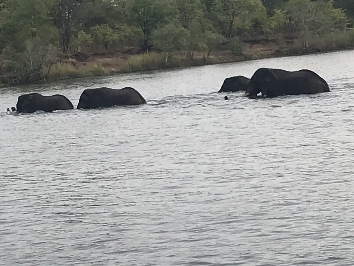 Very moving to see them in the wild: here is a herd I saw crossing the Zambezi. Above all stop #Elephant rides or use of elephants in tourism as ‘tamed’ elephants have almost without exception been tortured to break their spirit. @soselephants