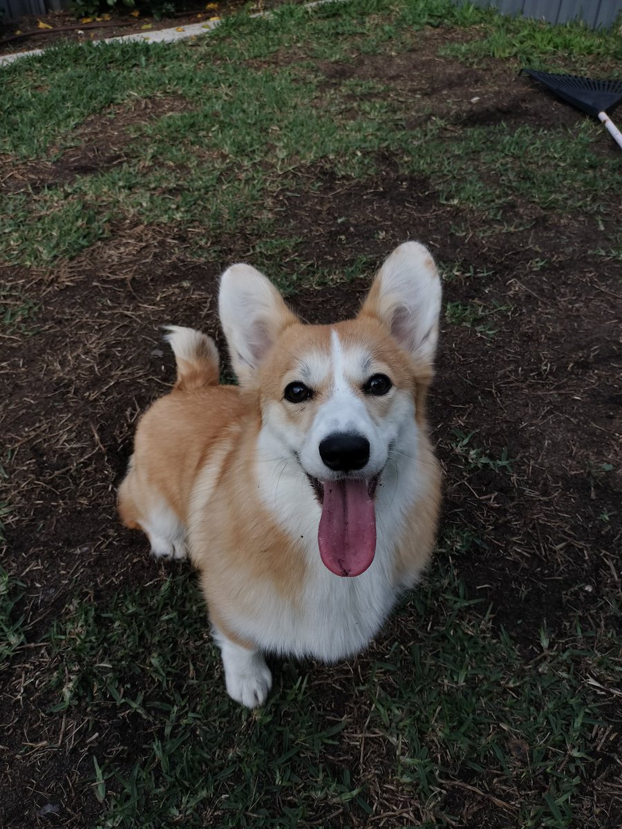 🌹🌈 Vulpixie 🌈🌹 tweet media