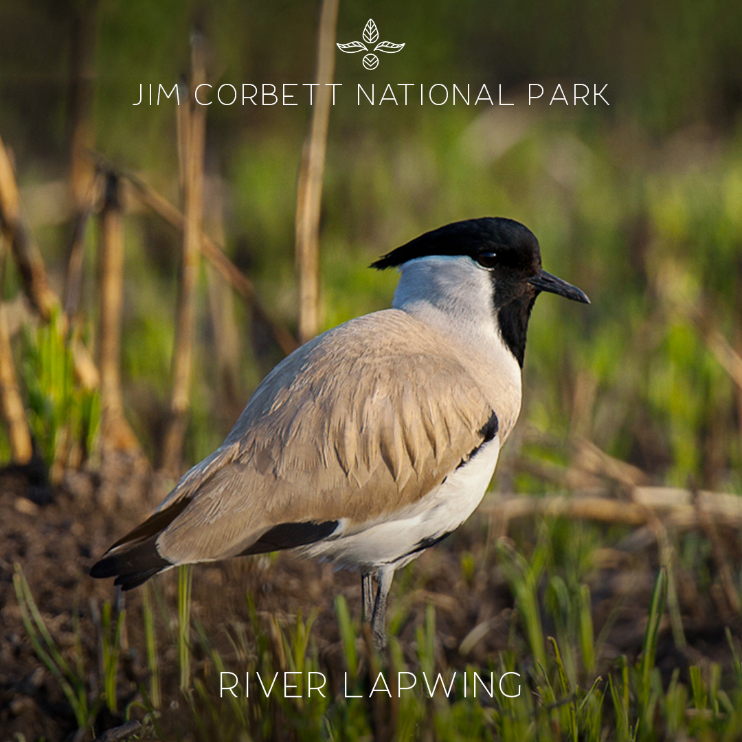 staywithaahma's tweet photo. #Birdwatching is a very popular activity in Riverside by Aahma. This majestic bird River Lapwing often visits our property.
#aahma
#AahmaHospitality #riversidebyaahma #riverside #jimcorbett #Uttarakhand #birdphotography #birdlovers #riverlapwing https://t.co/c1BbSb49Cg