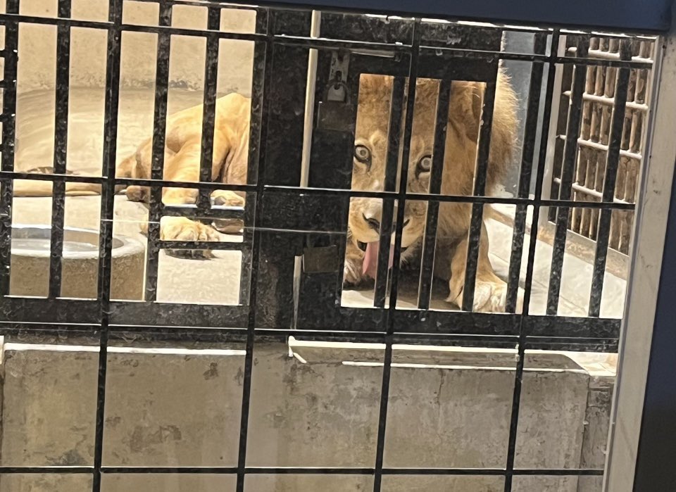 東山動物園満喫🦁🐘🦒🦍