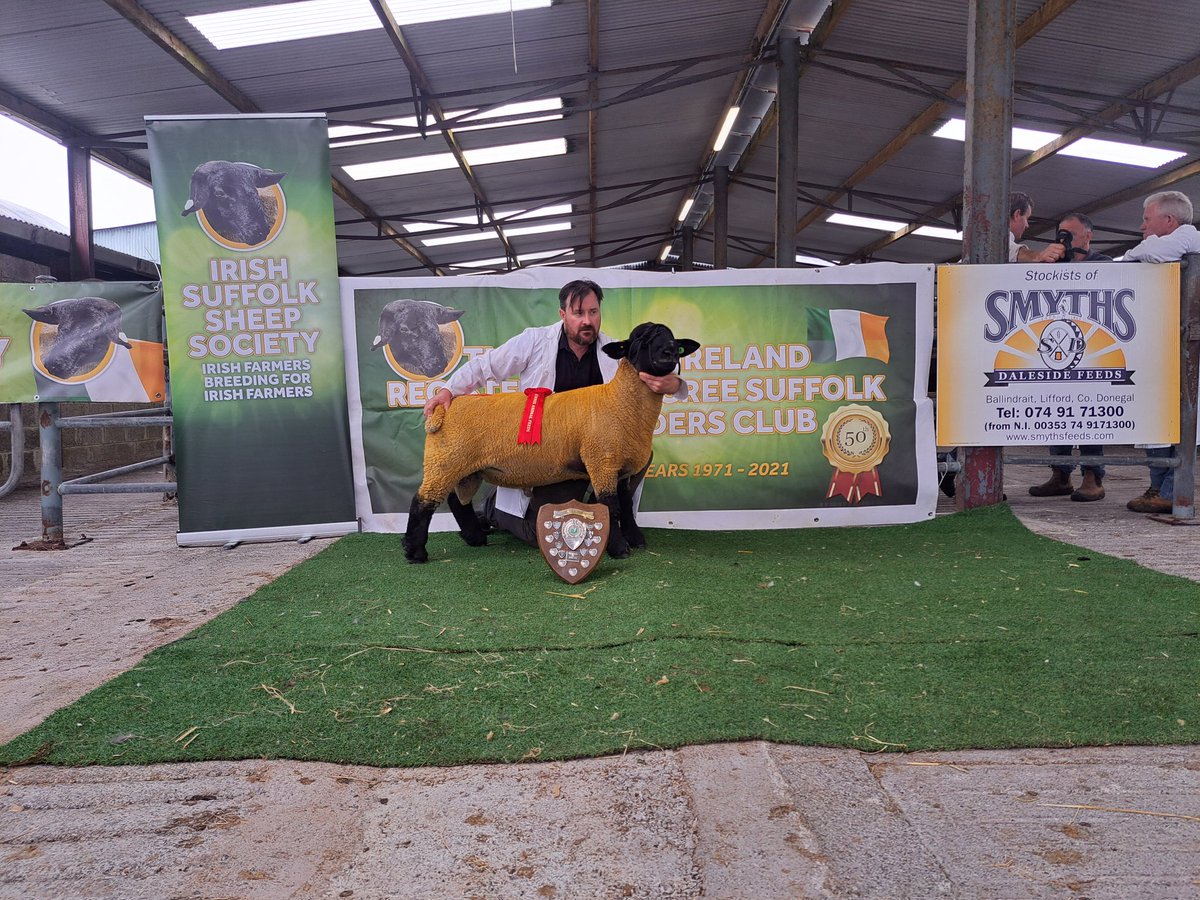 Shearling ram class won by Michael Toolan