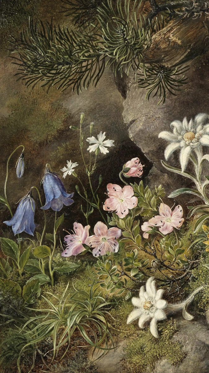 ♡ (@naturines) on Twitter photo 