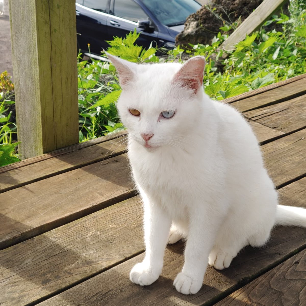 sdcard24's tweet image. Blue