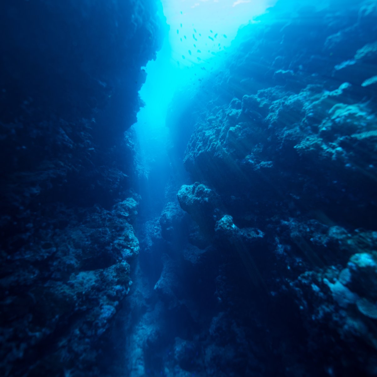 📢 We’re thrilled to announce our new partnership with <a href="/MarineBON1/">MarineBON</a> and <a href="/MarineLife2030/">MarineLife2030</a>, who will be instrumental in advancing the field of #ocean #exploration with a focus on the observation of marine life. 🧵 1/3