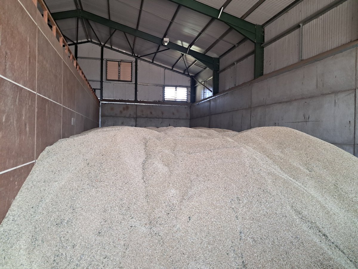 organicwalnes's tweet photo. First job today. Sampling 250 tonnes of organic laureate spring barley for seed. https://t.co/7ySZ9REaIs