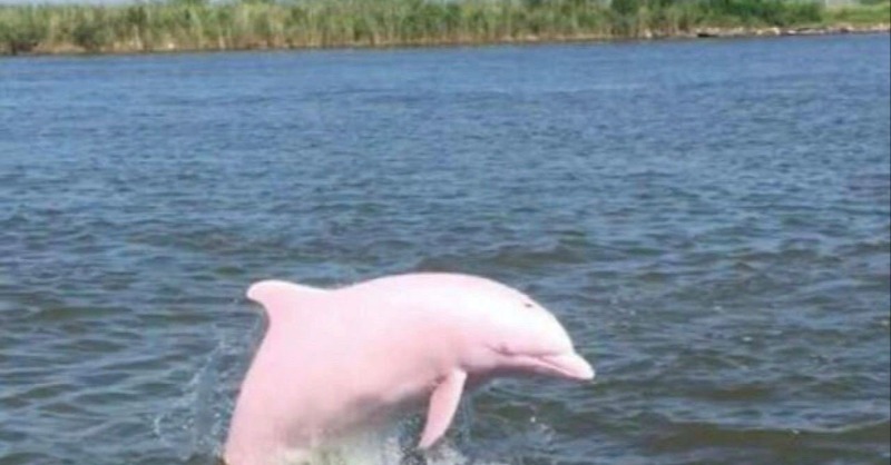 True_Nullker's tweet photo. On the coast in Louisiana, fishermen spotted a rare pink dolphin! There are approximately 250 individuals of this species worldwide.

Is this another promotion for the Barbie movie?

#Barbie #pink #Dolphins #nature #planet #animals #environment https://t.co/iXLGQzxgfG