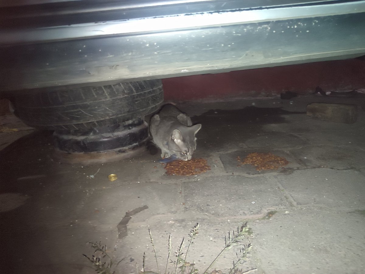 Laura50304207's tweet photo. Este gatito tiene poco (días) que llegó a una colonia callejeros que alimento, trae un collar azul, es gris, no se deja agarrar pero come como si no hubiera un mañana. Ojalá podamos encontrar a sus dueños, me echan una patita. Solo a quien lo reconozca les diré donde está. No https://t.co/uR8LOSZWdn