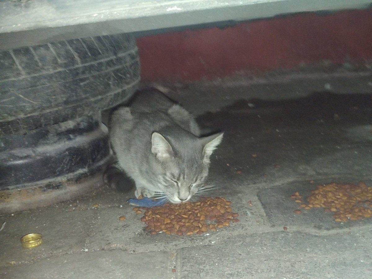 Laura50304207's tweet photo. Este gatito tiene poco (días) que llegó a una colonia callejeros que alimento, trae un collar azul, es gris, no se deja agarrar pero come como si no hubiera un mañana. Ojalá podamos encontrar a sus dueños, me echan una patita. Solo a quien lo reconozca les diré donde está. No https://t.co/uR8LOSZWdn