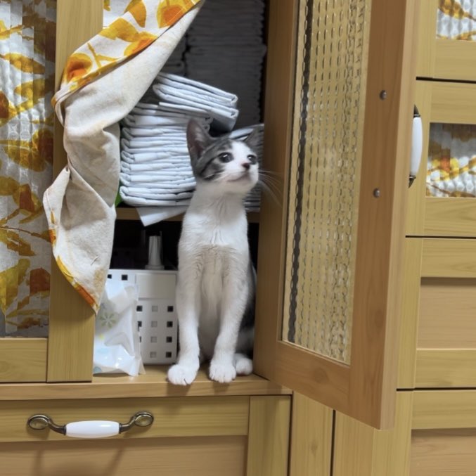 waco_tto's tweet photo. 新しいところを発見して
ちょっと得意げなベルちゃん
どーだ！って顔してるw
#犬と猫 #子猫 #保護猫と暮らす https://t.co/exdGivqLDz