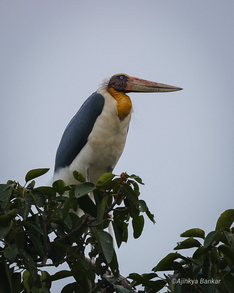ajinkyabankar's tweet photo. #post #NoTweet
Some recent clicks...
@Team_eBird @IndiAves @BiotechSanjeet
#Birding #wildlife #Jharkhand
#TwitterNatureCommunity https://t.co/do9bqhnXN2