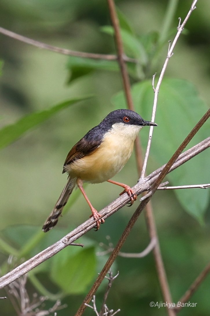 ajinkyabankar's tweet photo. #post #NoTweet
Some recent clicks...
@Team_eBird @IndiAves @BiotechSanjeet
#Birding #wildlife #Jharkhand
#TwitterNatureCommunity https://t.co/do9bqhnXN2