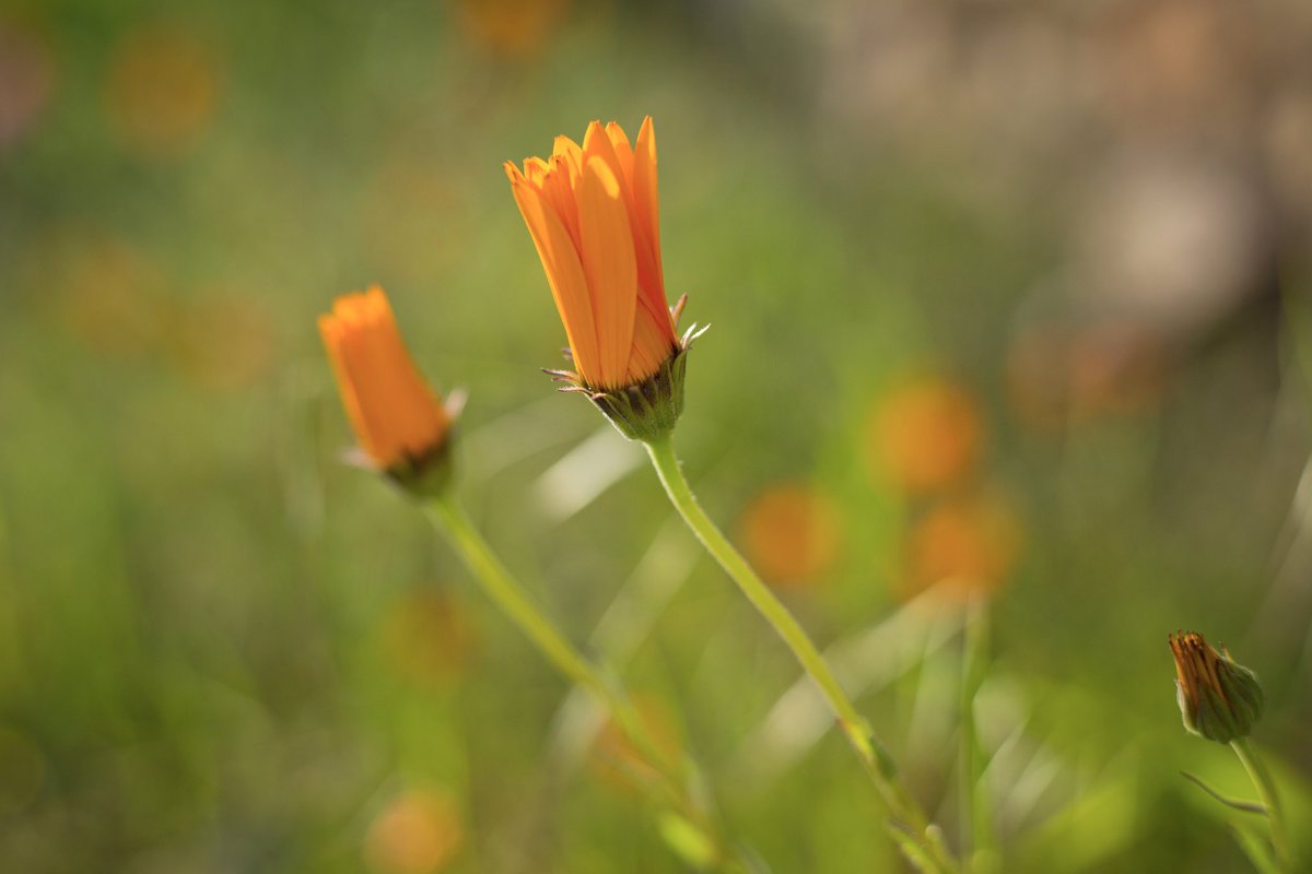 MaryLloyd4's tweet image. Veld flowers just about to wake up.

#prettylittlethings #SouthAfrica #wildlifephotography