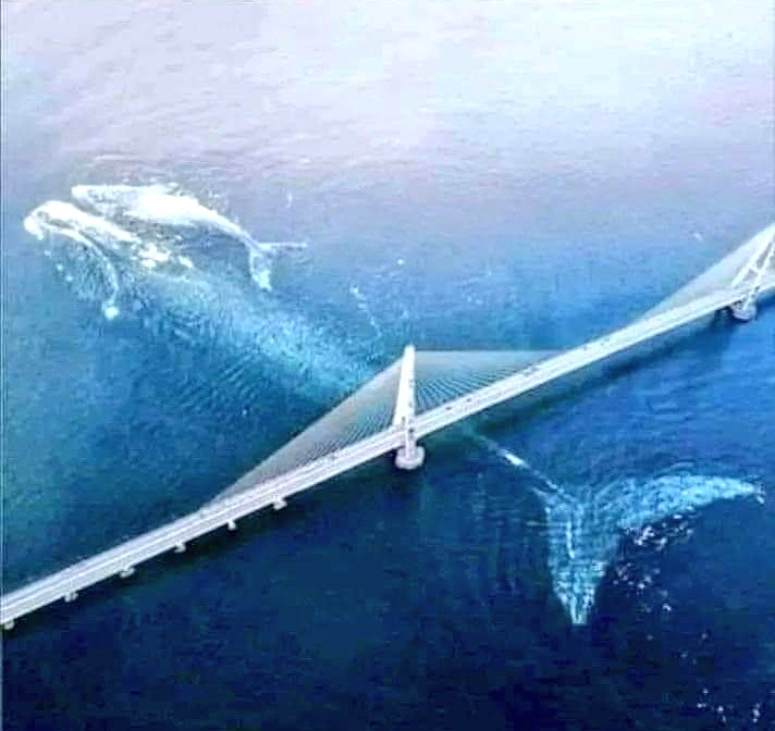 FiglioDelVesuvio tweet media