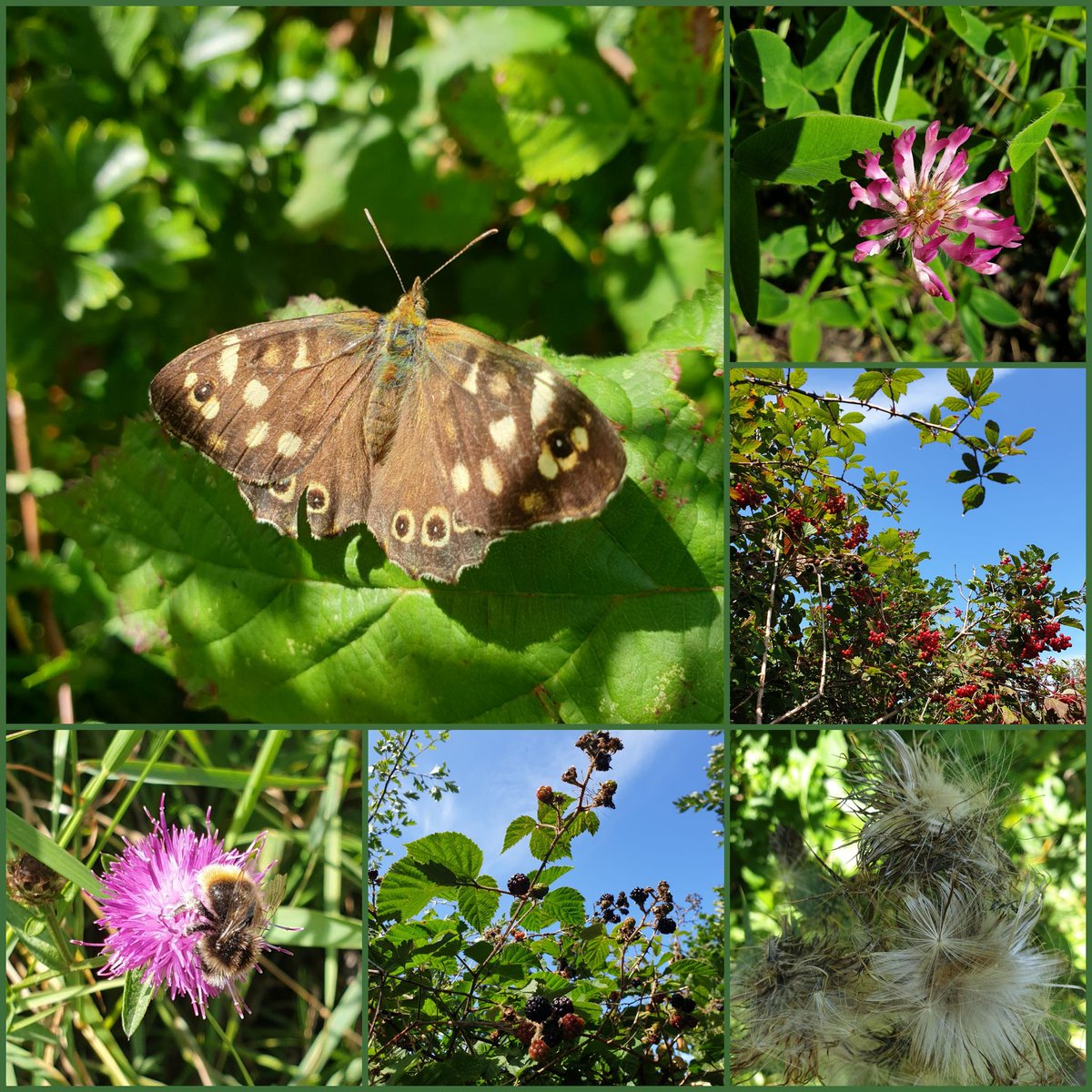 Brambles, bees & butterflies #sixonsaturday #naturewalk 💮🐝🦋