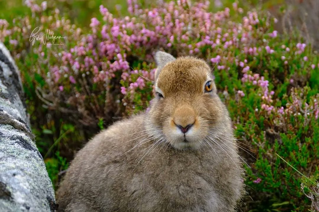 Mountain Hares amongst the beautiful heather and a very small, young hare now on the scene. 
#mountainhares #wildlifephotography #NaturePhotography #summertime #coloursofsummer #scotlandswildlife #MountainDay