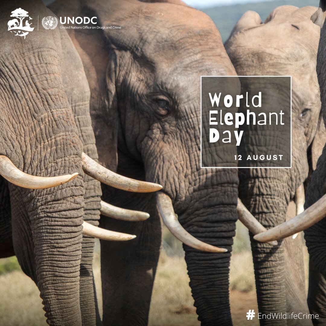 Good news in the fight to #EndWildlifeCrime!

On today’s #WorldElephantDay 🐘 we are pleased to note a general decline in poaching, ivory seizures, and ivory prices, which suggests a declining market.