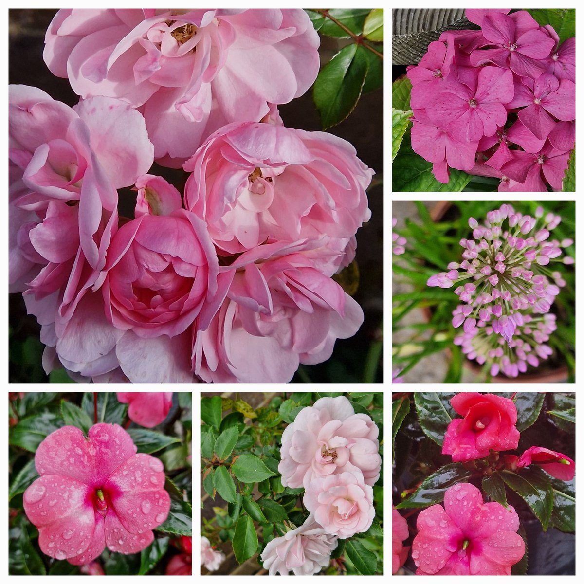 #SixOnSaturday #PlentyofPink #FlowerStories #WhatsGrowing 
#Roses #Alium #Hydrangea #Impatiens #SummerColour 
#GardenSanctuary #Plantaholic 
#FlowerHunter