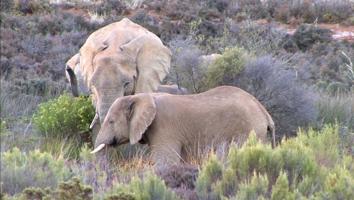 It's World Elephant Day - raising awareness of the need for better protection of elephants, conservation of habitats &amp; treatment in captivity. Watch these &amp; other animals on Animals Slow TV, Animal Magic &amp; Our Animal World, on My Life TV. #elephants #elderlycare #dementiacare