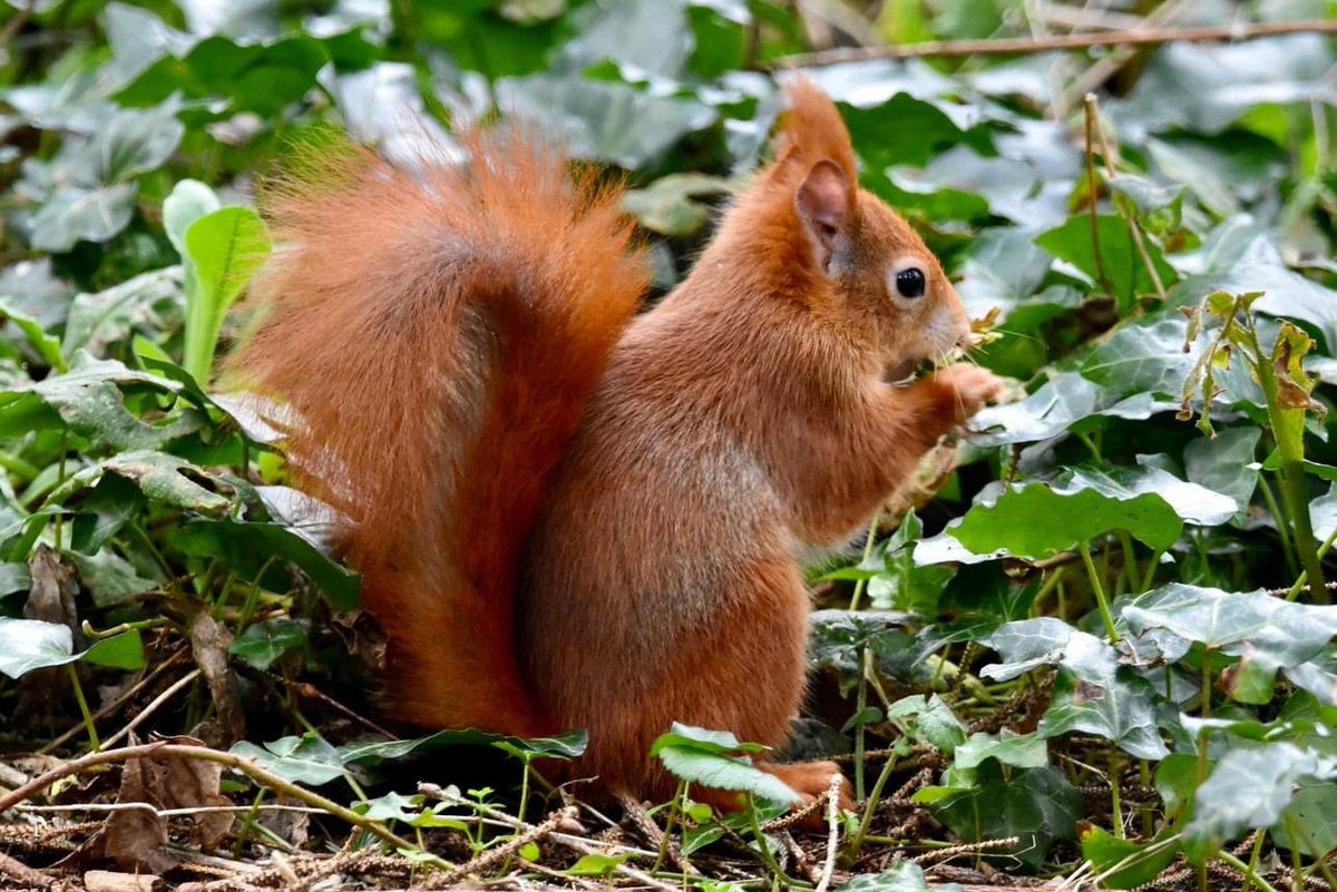 It’s wonderful when  you catch a flash of red  in the vibrant green of the #ancientWoodland  at Penrhos    the #redsquirrels    bring joy to all who see them ! we can’t let them  lose their home  please sign this petition petitions.senedd.wales/petitions/2454… photos  taken by Brian kitt and…