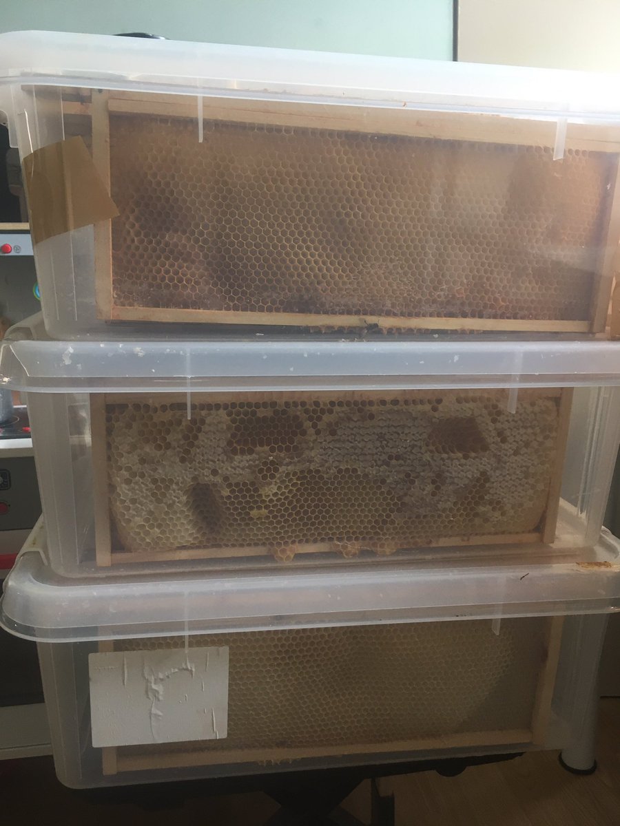 Took supers off last week to treat bees. Very little summer crop ie none!