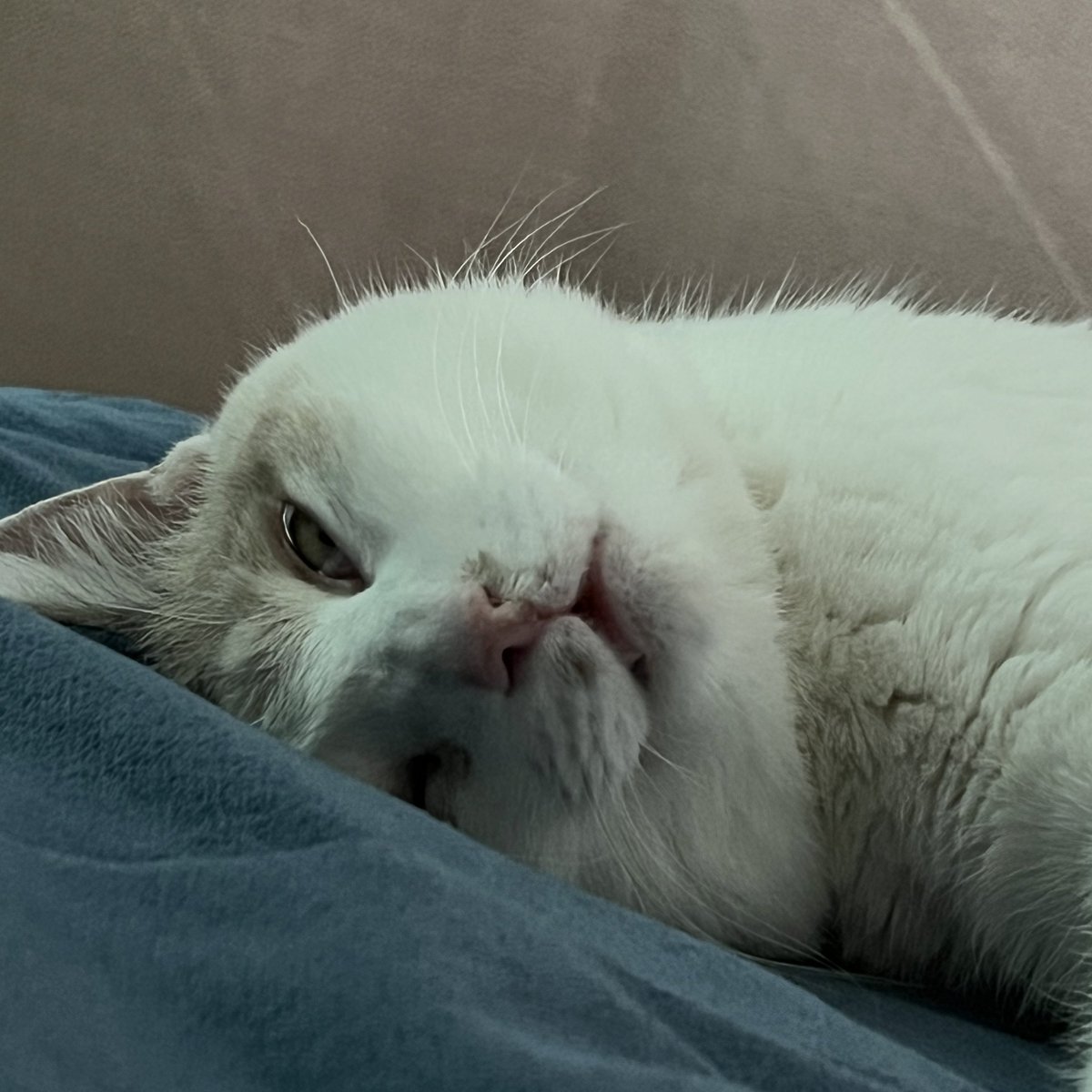 병원이 힘들었구나 애옹이