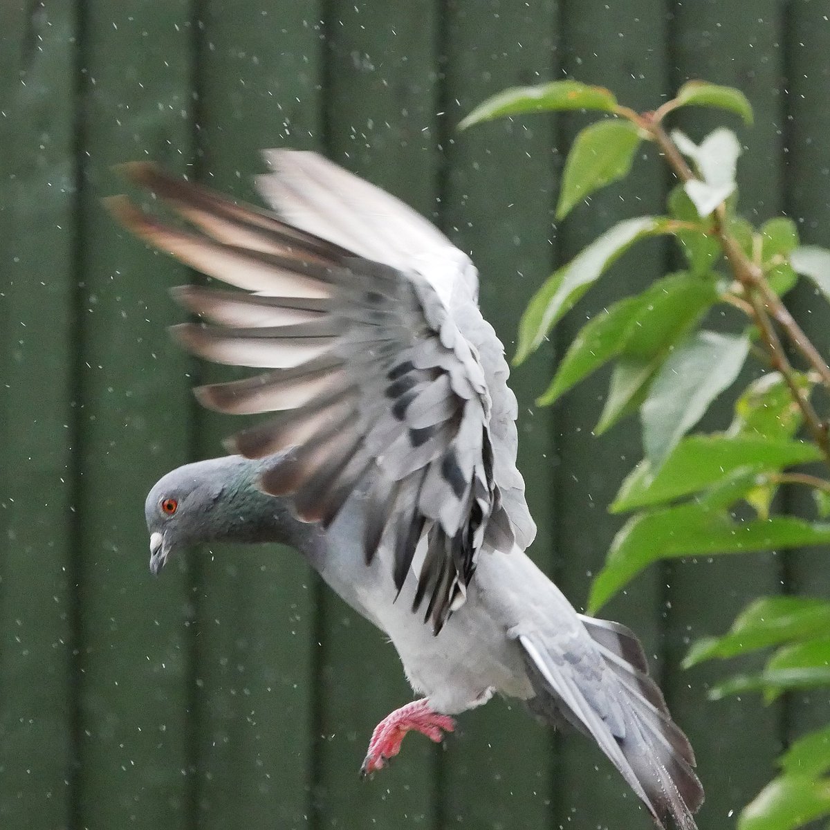 GM #twitternaturecommunity 
Just the usual suspects dropping into the garden today. Have a great weekend. #birds #birdwatching 
#pigeon #nature #NaturePhotography 
#birdsinflight #BBCWildlifePOTD 
#photography #birdphotography
#gardenbirds #urbanbirds