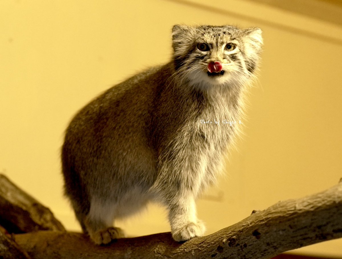 早く夜にならないかなぁ。オリーヴァ　

#マヌルネコ 
#動物園
#動物
#pallascat
#manul
#Otocolobusmanul
#манул
#topmanul
#wildcat
#animallovers
#Зоопарк
#zoo
#zooanimals
#animalphotography
#sonyalpha
#Discoverwithalpha
#animals
#everything_animals