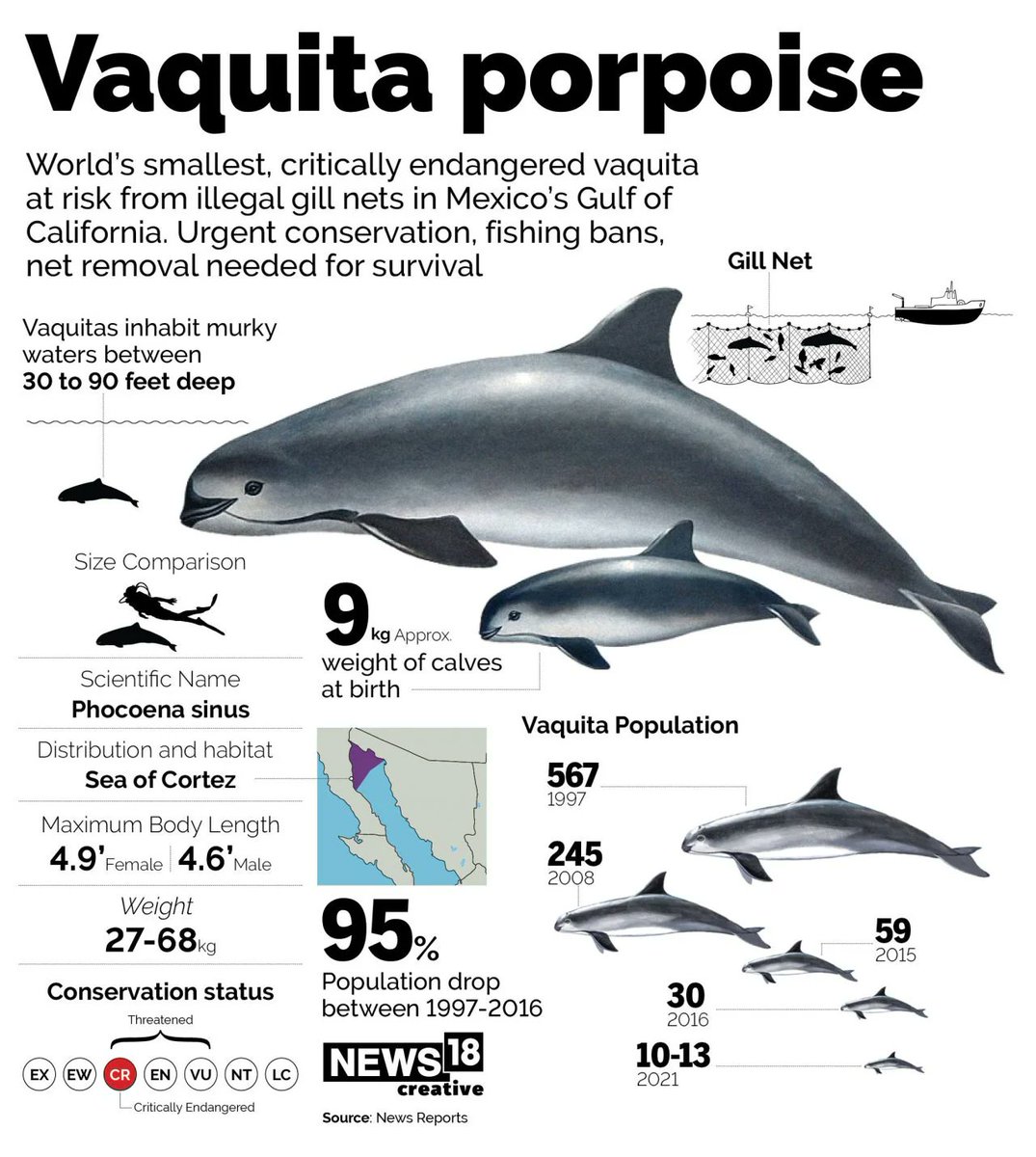VaishaliLive's tweet photo. 🚨 The International Whaling Commission (IWC) just issued an #ExtinctionAlert! The vaquita porpoise, a unique whale species, has only 10 individuals left in the Gulf of California. We must act now to save them! 🌊🐳 #SaveTheVaquita https://t.co/cWaEBsdAoG