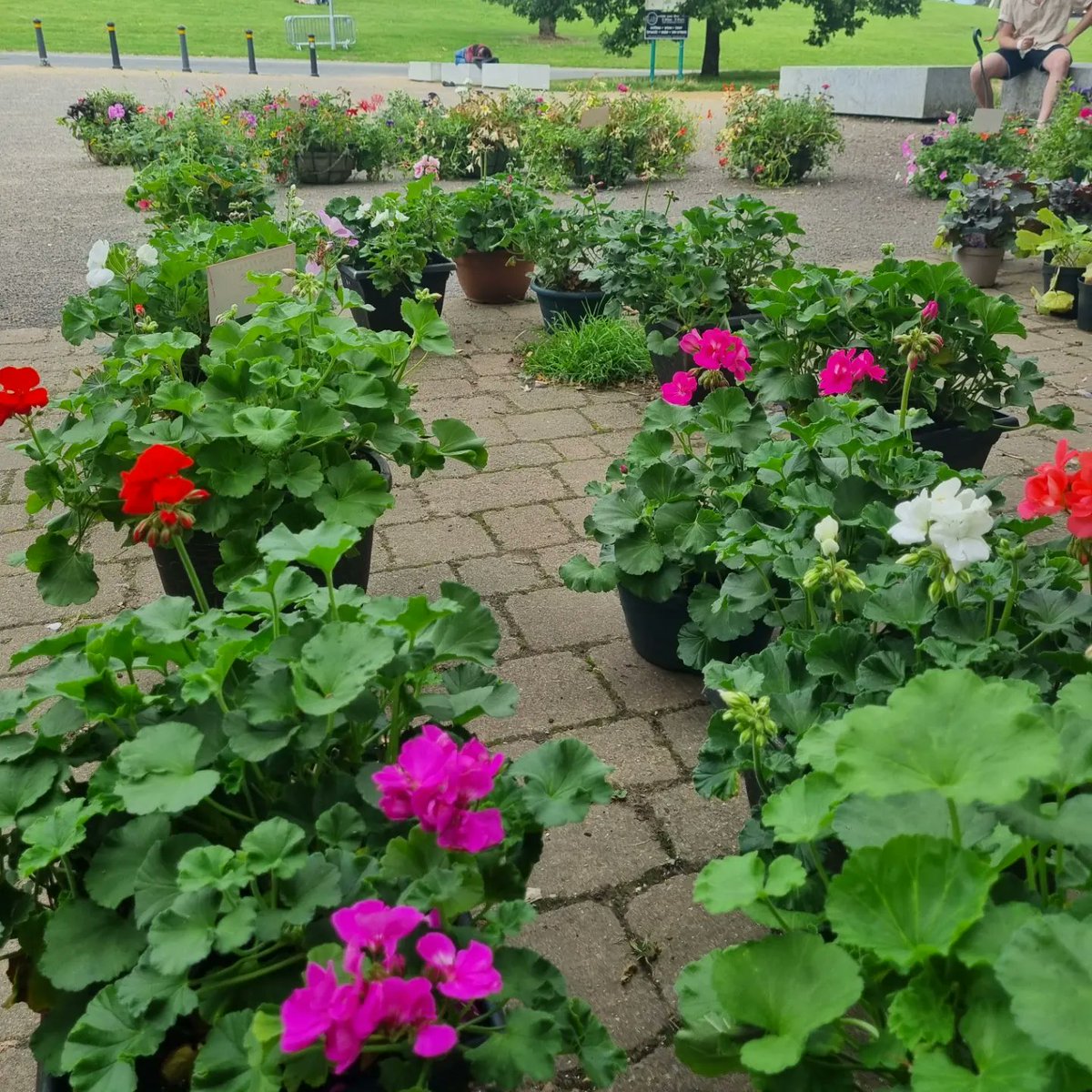 NomadicNursery's tweet photo. Last fews days.... we are closing the plant stall / pop up garden centre on Sunday at 5.30pm for a little break. 
Back 8th September. 
Summer SALE plants still available plus super selection of Shrubs, Climbers and perennials at great prices! 
#crystalpalacepark 
#CrystalPalace https://t.co/aZ50f4Dm2q