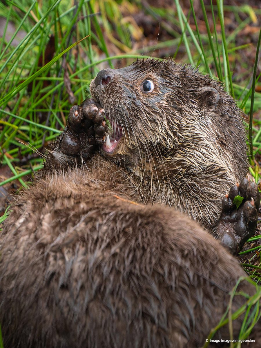 MFW ich höre, dass in weiten Teilen Bayerns jetzt die streng geschützten Otter zum Abschuss freigegeben sind. 1/2 #SchussNichtGehört