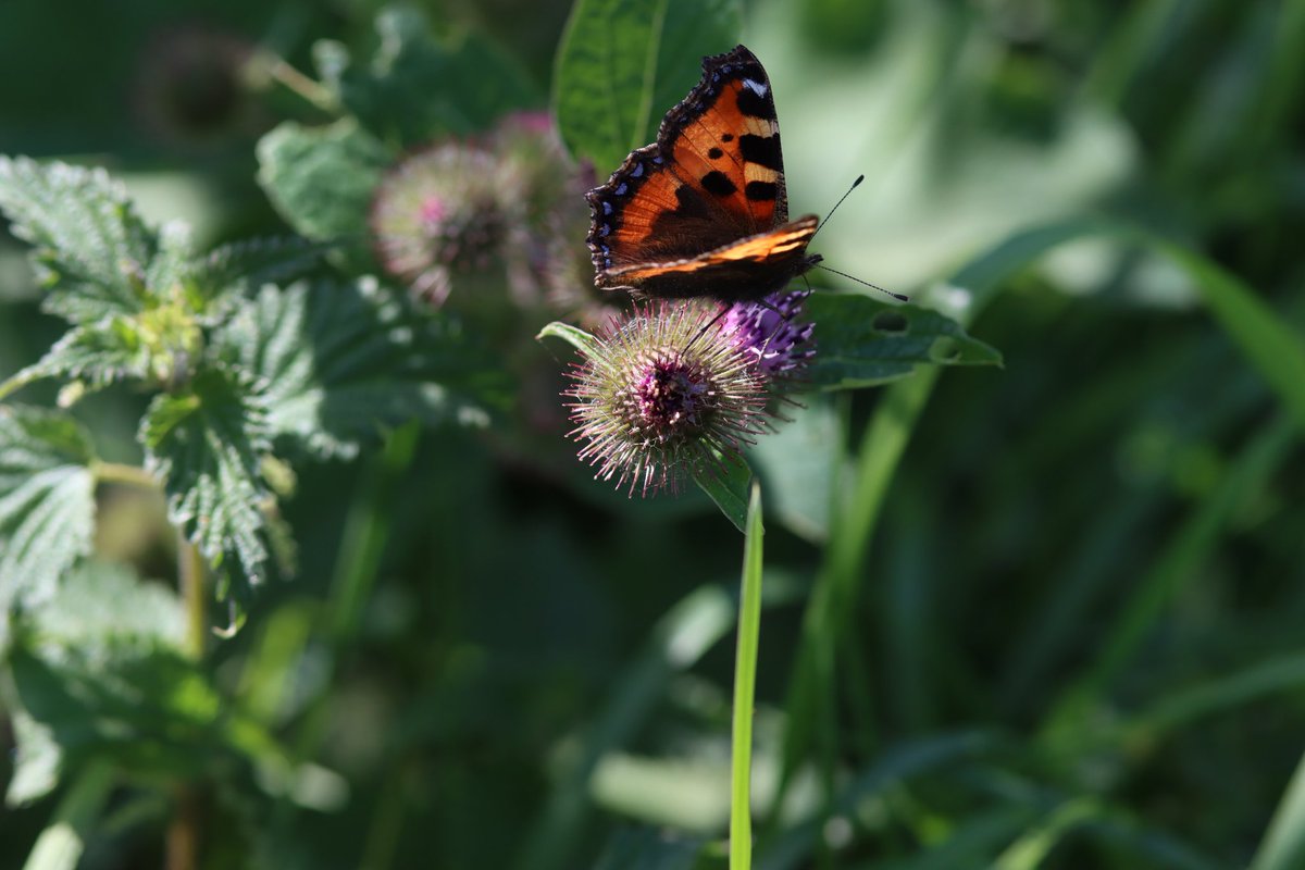 Two Small Tortoiseshell #butterfly on Burdock Romney Marsh @savebutterflies @KentWildlife @Britnatureguide