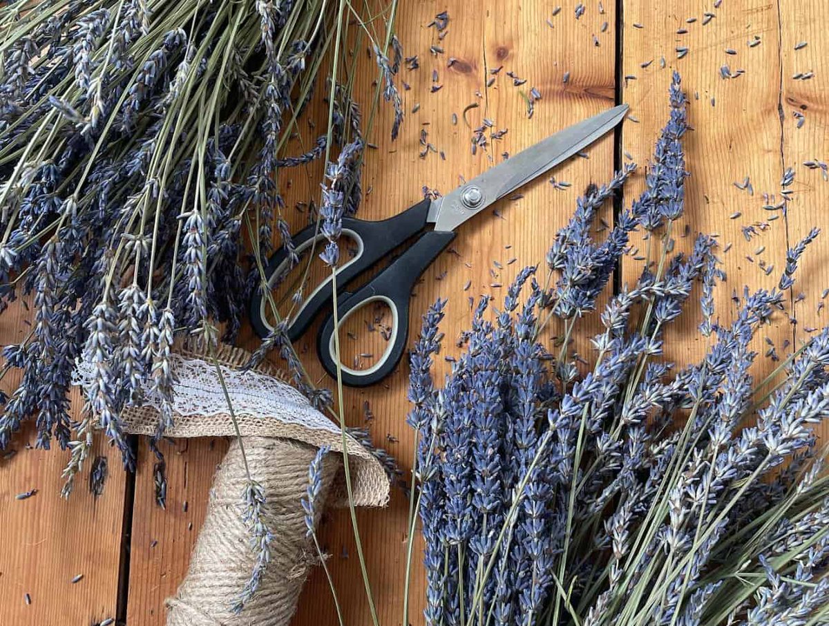 Buy yourself a bunch of dried organic lavender for a brilliant cause at the Marina Market this weekend 💜 buff.ly/3KyFVxY