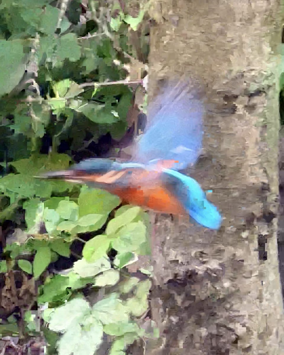 andyneal's tweet photo. Kingfisher - Great trip up the river this morning 👑

Video by Andy Neal

#kingfisher 
#kingfishers 
#kingfisherphotography https://t.co/lgufSSH8Sk