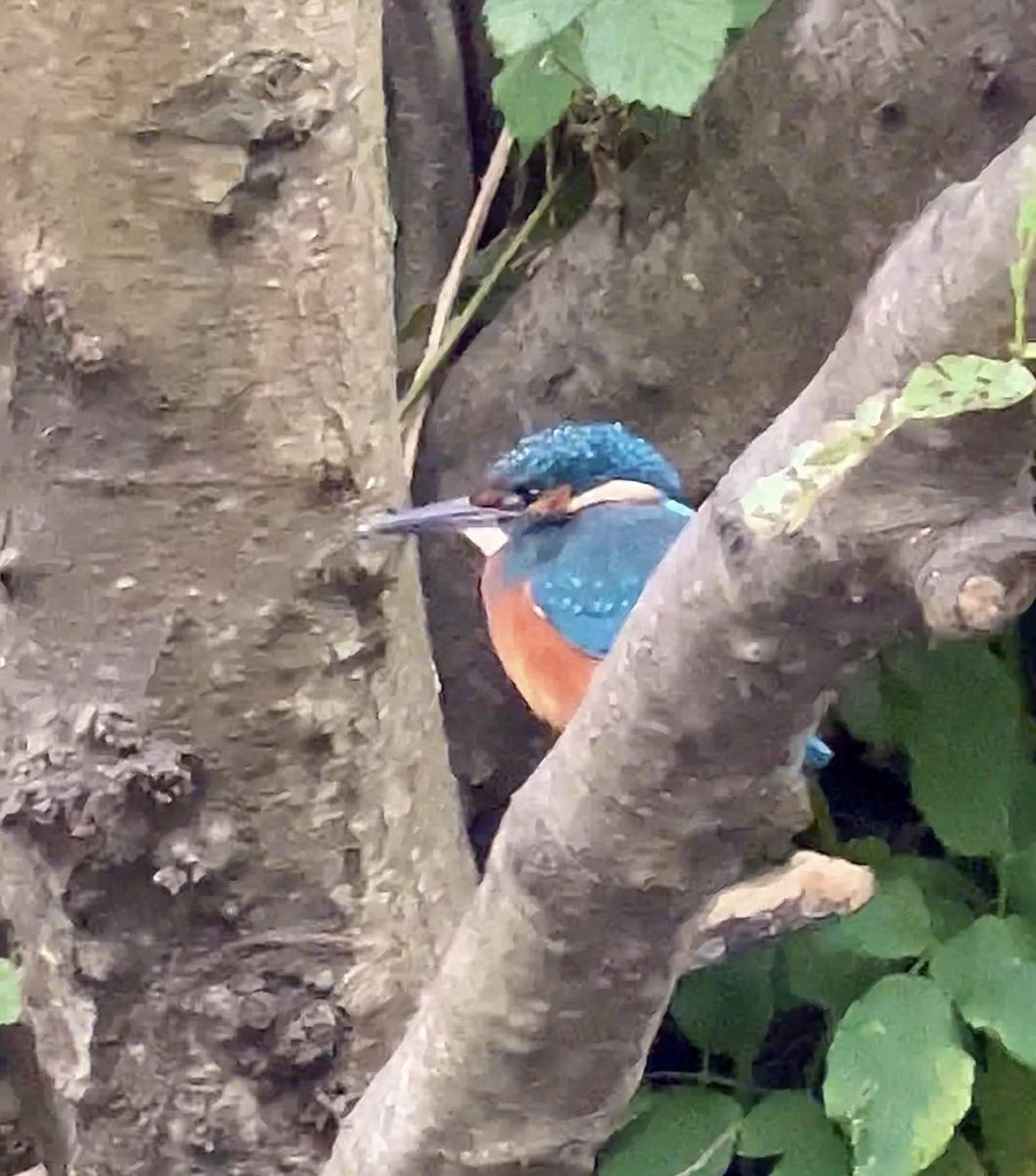 andyneal's tweet photo. Kingfisher - Great trip up the river this morning 👑

Video by Andy Neal

#kingfisher 
#kingfishers 
#kingfisherphotography https://t.co/lgufSSH8Sk