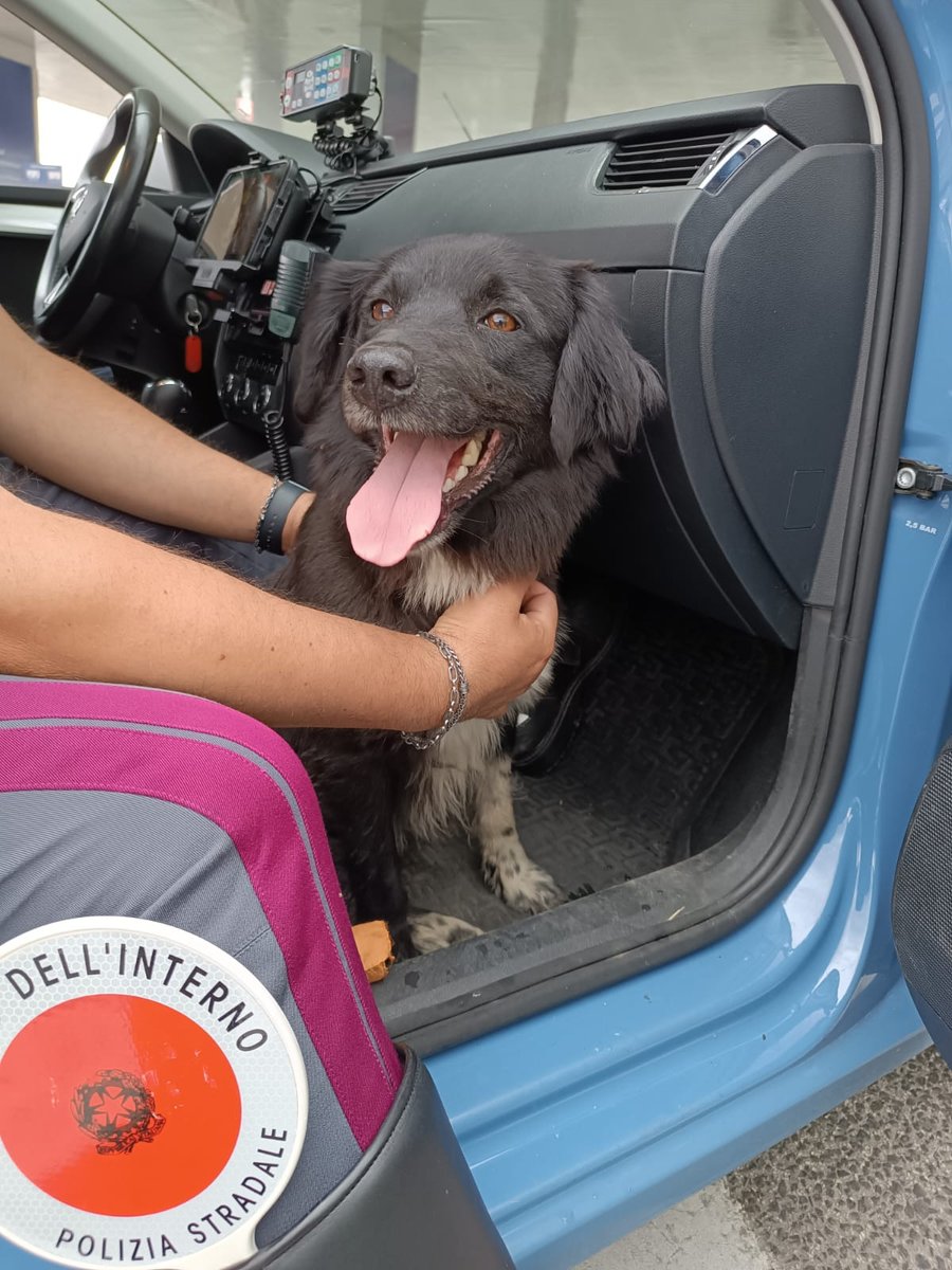 Impossibile non amarli ☺️🐶
E voi, avete un amico a quattro zampe da riempire di coccole?
#essercisempre #lamiciziaèunacosaseria 
Giornata mondiale contro la crudeltà verso gli animali. Ricordate che maltrattarli è reato. #12agosto