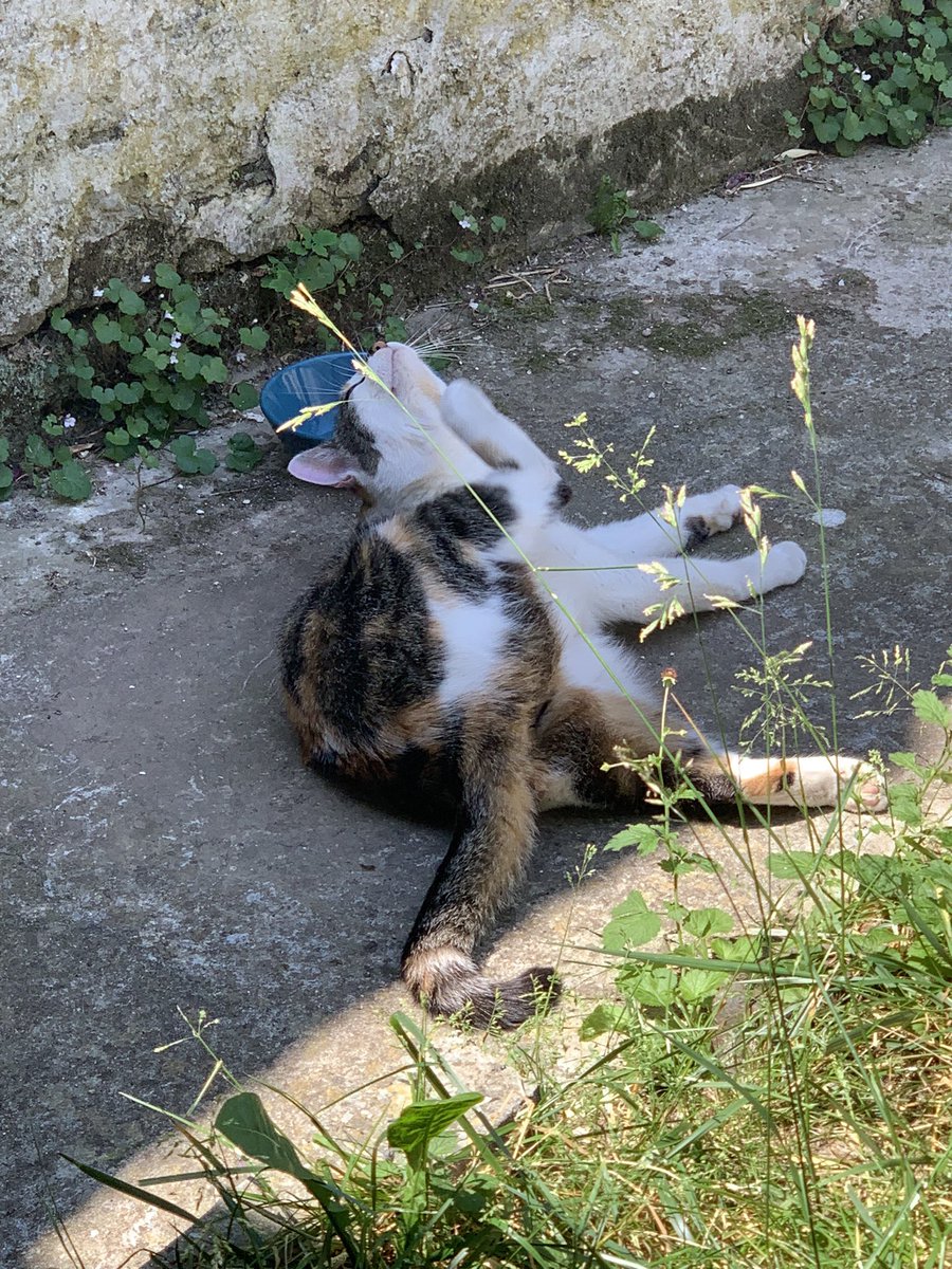 thomas42183897's tweet photo. @ShouldHaveCat Croquette 🐱 https://t.co/SpzPuBOUGl