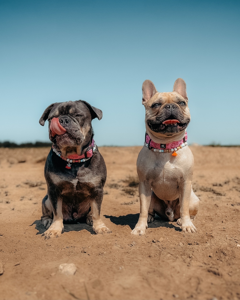 fibi_karl's tweet photo. H A P P Y  W E E K E N D 💗 
Für uns beginnt der Urlaub, denn nächste Woche gehts für uns mal raus aus Berlin. Ihr könnt in dieser Zeit ganz normal im Shop bestellen, alle Bestellungen werden dann ab Montag, 21.08., versendet 📦 Habt ein wundervolles Wochenende ☀️ #fibikarl https://t.co/SAZWRuhBaY